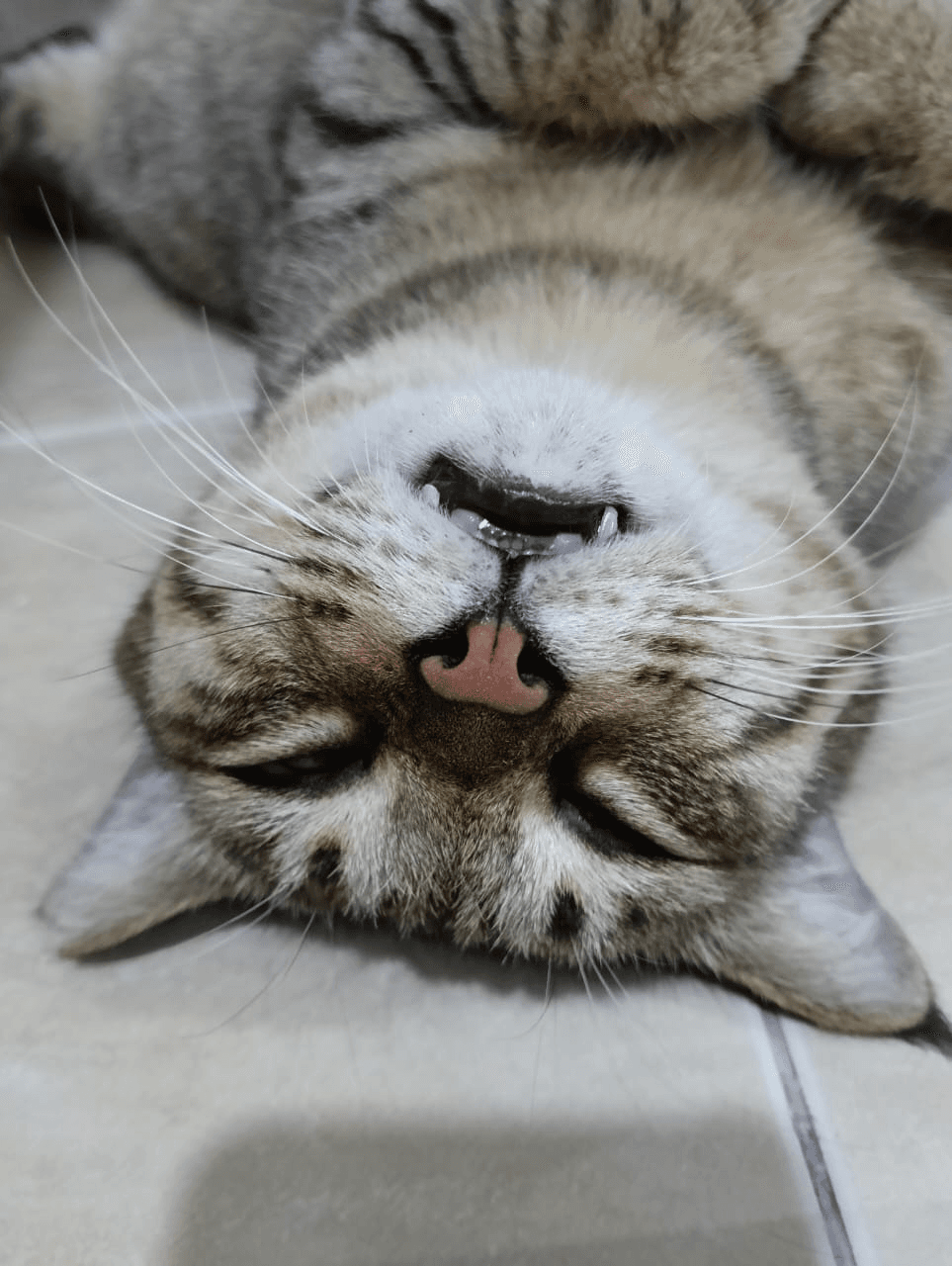 MochiMesh